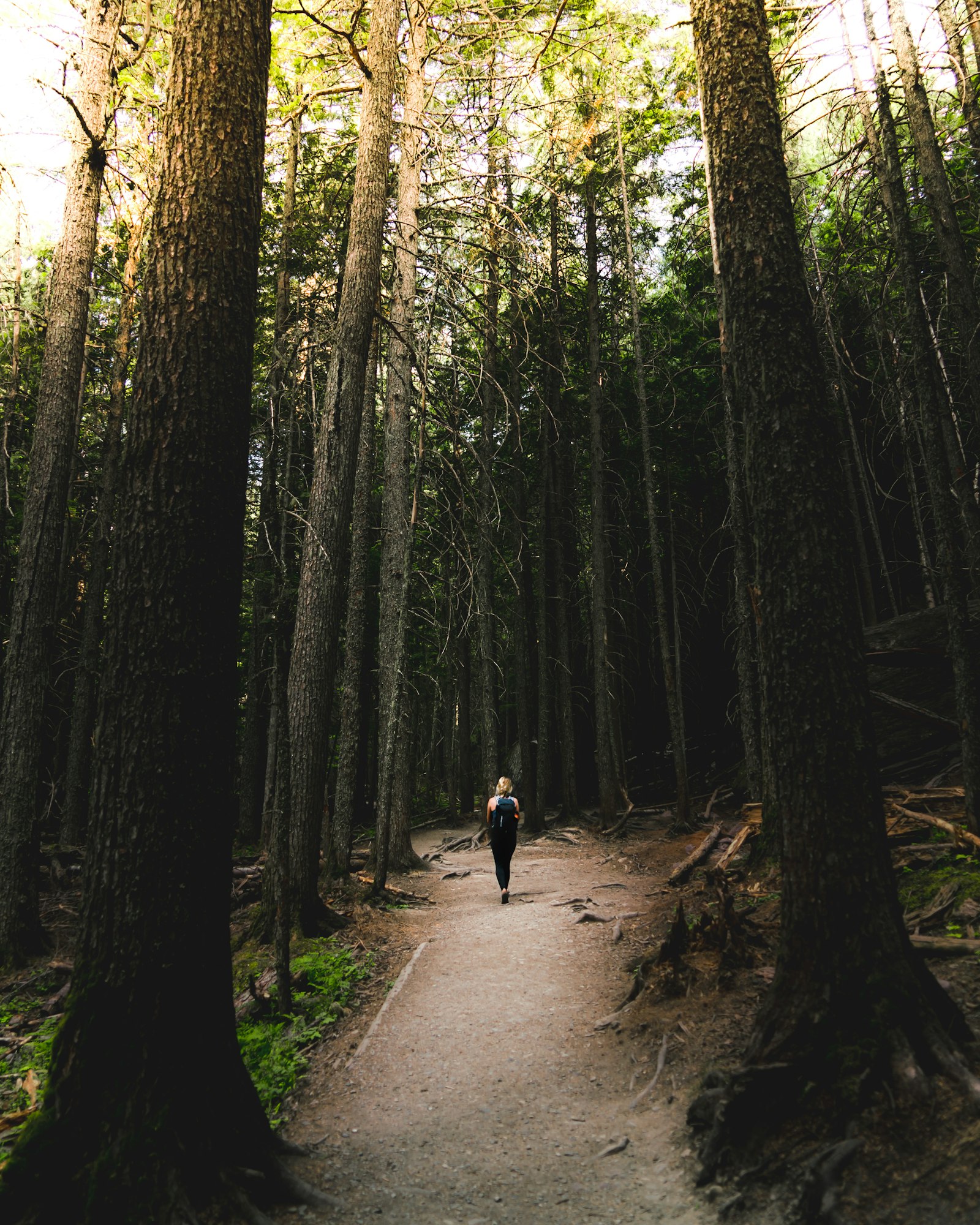 Person walking down a quiet forest path